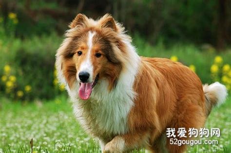 边境牧羊犬(犬科犬属哺乳动物)_搜狗百科