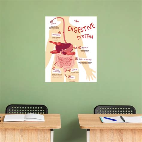 The Digestive System Poster, Anatomy Poster, Classroom Poster, Organs of the Body, Bodily ...