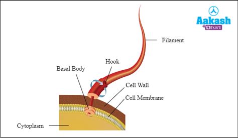 Cell Organelles - Meaning, Functions, Structure & Types - Biology ...