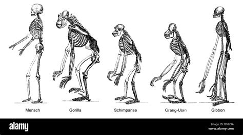 Human Backbone Evolution Chart 的图像结果