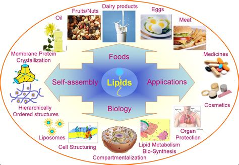 Lipids -Meaning And 9 Functions Of Lipids | Example NG