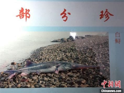 研究称预计长江白鲟灭绝 专家呼吁关注“极危”物种-中工新闻-中工网