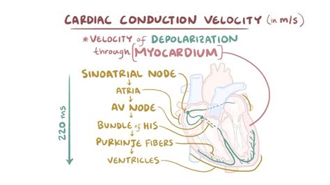Electrical Conduction Of The Heart Cardiac Conduction System How The