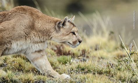 En el Día Internacional del Puma: cuáles son los felinos salvajes que ...