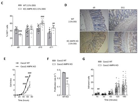 Intestinal Epithelial AMPK Deficiency Causes Delayed Colonic Epithelial ...