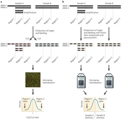 Microarray Test 的图像结果