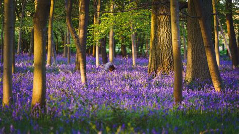 Download wallpaper 3840x2160 trees, forest, flowers, purple 4k uhd 16:9 ...