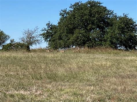 Central Texas - Mills County - Deer Season Lease 350 acres 4 guns $3300 ...