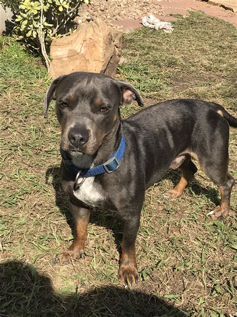 Weenie Dog Terrier Mix