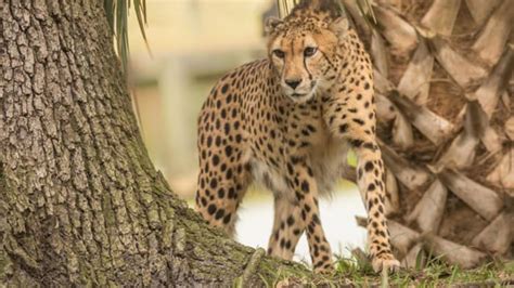 Jacksonville Zoo mourns death of cheetah