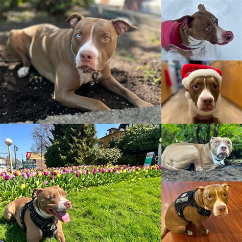 My special girl turns five! : r/velvethippos