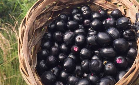 12 Manfaat Buah Jamblang untuk Kesehatan Tubuh