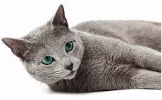 blue cats russian blue cat names 300 brilliant russian cat name ideas blue cats russian blue cat names 300 brilliant russian cat name ideas