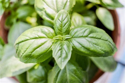 How To Protect Your Basil Plants From Pests | HappySprout