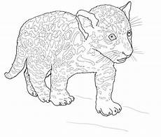 ausmalbilder jaguar ausdrucken zwarte panter kleurplaat ausmalbild schwarzer jaguar ausmalbilder jaguar ausdrucken zwarte panter kleurplaat ausmalbild schwarzer jaguar