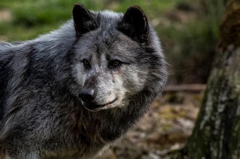 Image result for Timberwolf Facts