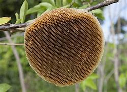 Image result for Bee Nest