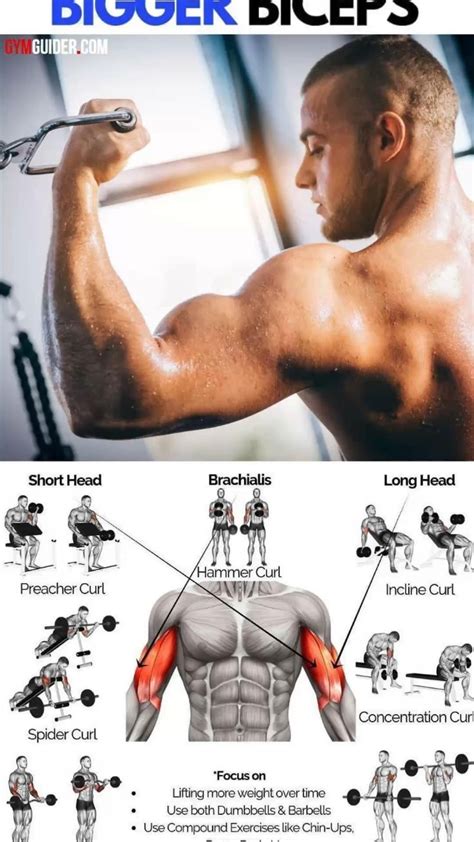 Image result for Exercise for Chest Muscles