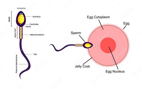 Premium Vector | Human sexual reproductive system, woman egg and man sperm anatomy structure ...