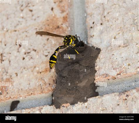 What Bug Makes A Nest That Looks Like Mud at Benjamin Raynor blog