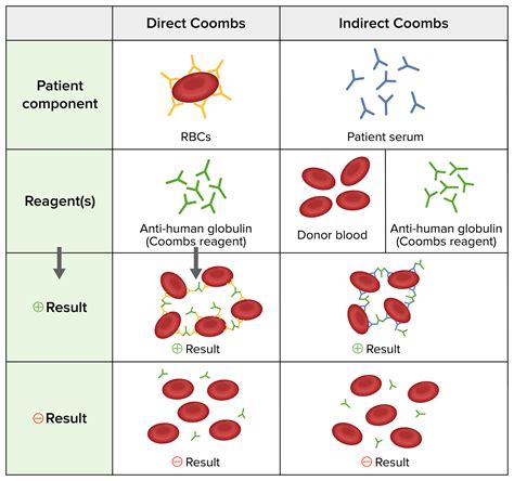 Autoimmune Hemolytic Anemia | Concise Medical Knowledge