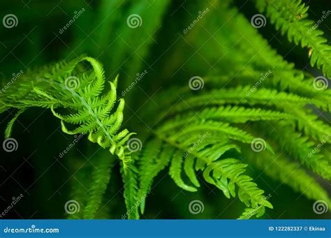 Fern, brake stock image. Image of growth, foliage, lush - 122282337