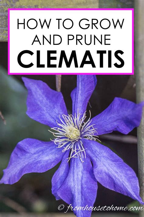 Clematis Vine Care: Planting, Growing and Pruning Tips | Clematis ...