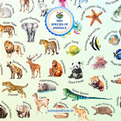 Personalized Animal World Map Wall Art with The Animal Quest Poster ...