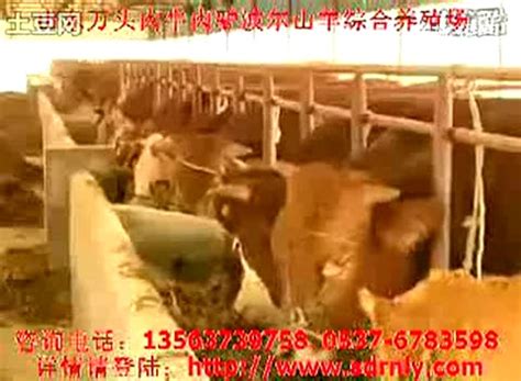 繁殖母牛养殖利润 繁殖母牛养殖利润-食品商务网