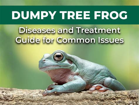 Dumpy Tree Frog Diseases Guide