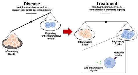 Treatment for autoimmune disorder acts on balance of immune cell types ...