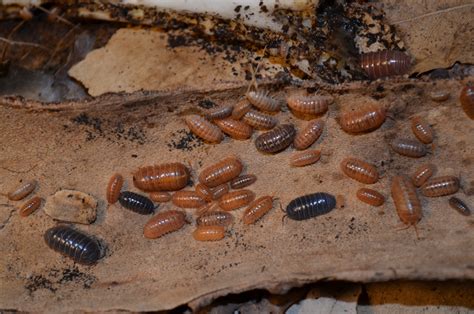St. Lucia isopods - Armadillidium vulgare "St. Lucia" - The Roach Ranch