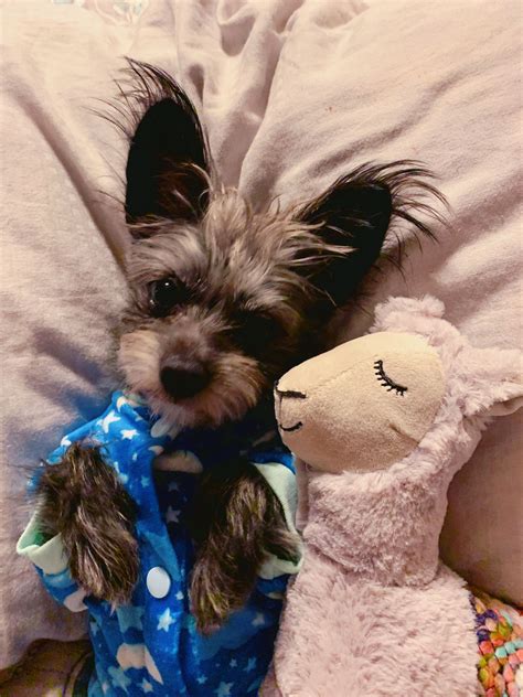 Yorkie Chihuahua Mix, Yorkie Terrier, Yorkies, Dog Things, Axle, Dog ...