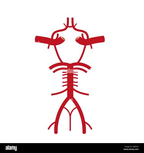Circle Of Willis Unlabelled - circle of willis anatomy