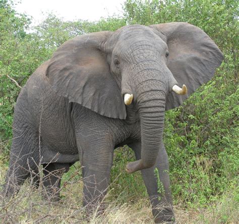 Animals Research: The Sacred Oriental Elephant of East Asia