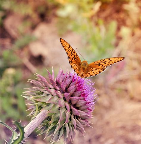 Free Images : nature, grass, prairie, flower, purple, antenna, orange ...