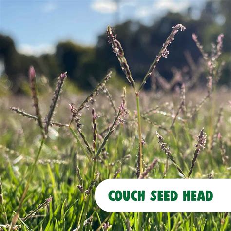 Seed heads in your lawn - The Turf Farm - Premium Instant Lawn