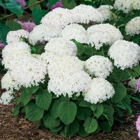 Buy Hydrangea Plants online from Nurserylive at lowest price.