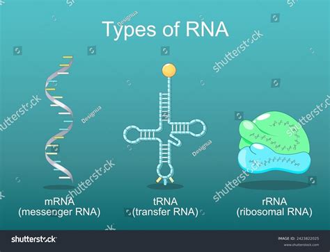 Structure Of Mrna Trna And Rrna Transcription And Splicing Genes To