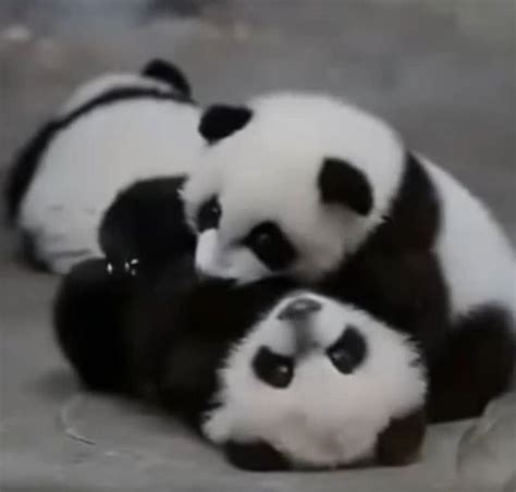 Image result for Pandas Library Python Application