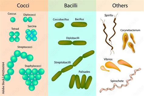 Image result for Types of Bacteria Classification