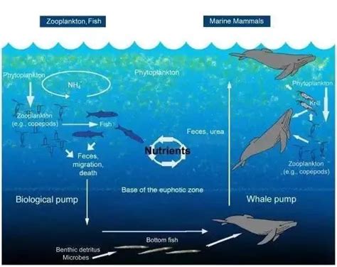 鍞愭湞绗 竴瀹扮浉瑁村瘋鏄 釜浠€涔堟牱鐨勪汉锛熶粬鐨勭粨灞€濡備綍【图】( 二 )_鍞愭湞|瑁村瘋|