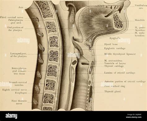 External auditory meatus hi-res stock photography and images - Alamy