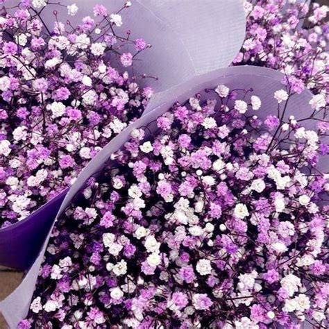 Purple Baby breaths – https://artecasa.in/