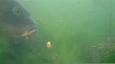 用玉米钓鱼，不要操之过急，水下实拍鲤鱼如何咬钩！_腾讯视频