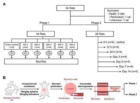 Biphasic Regulation of Apoptosis Following Gastric Irreversible ...