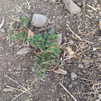 Crop and Weed Detection - Dataset Ninja