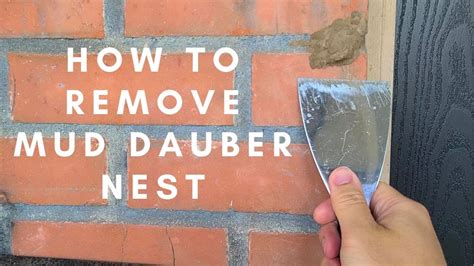 Removing Mud Dauber Wasp Nest - YouTube