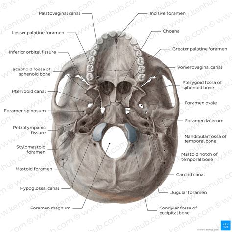 Inferior view of the base of the skull: Anatomy | Kenhub