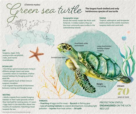 Green Sea Turtle Structure Green Turtle Day — #SeaTurtleWeek